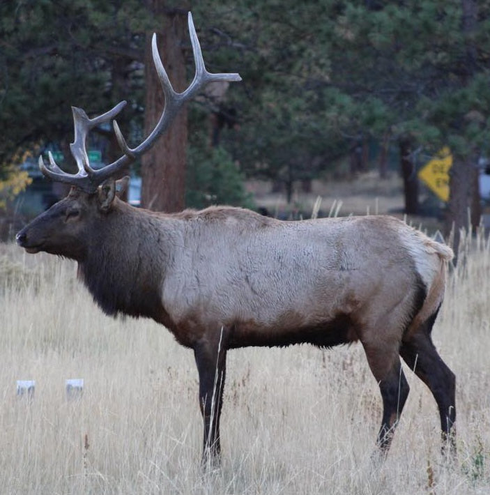 Elk