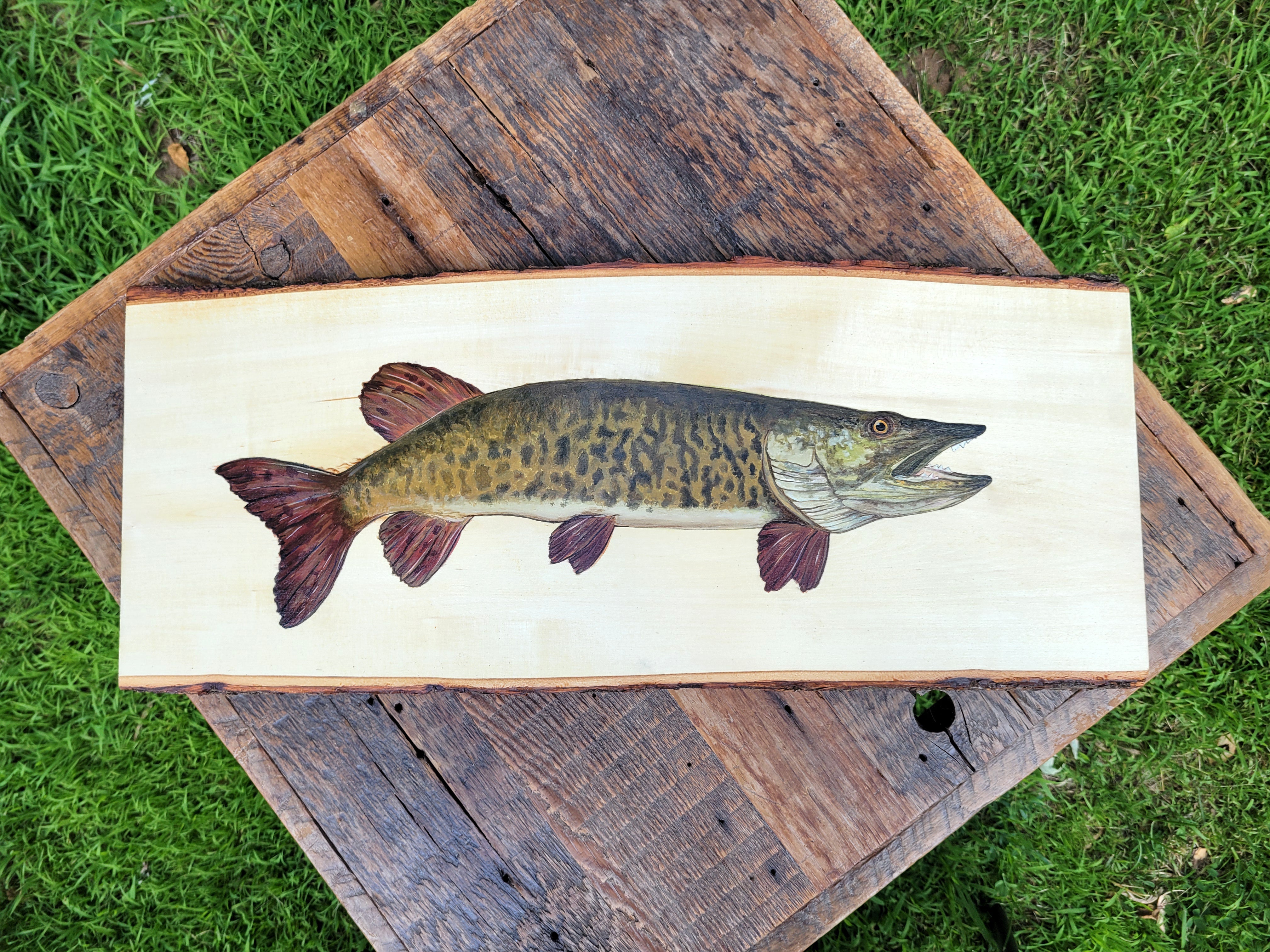 Barred Musky