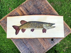 Barred Musky